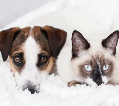 Brown and white dog is laying next to a Siamese Cat on a fluffy white blanket.
